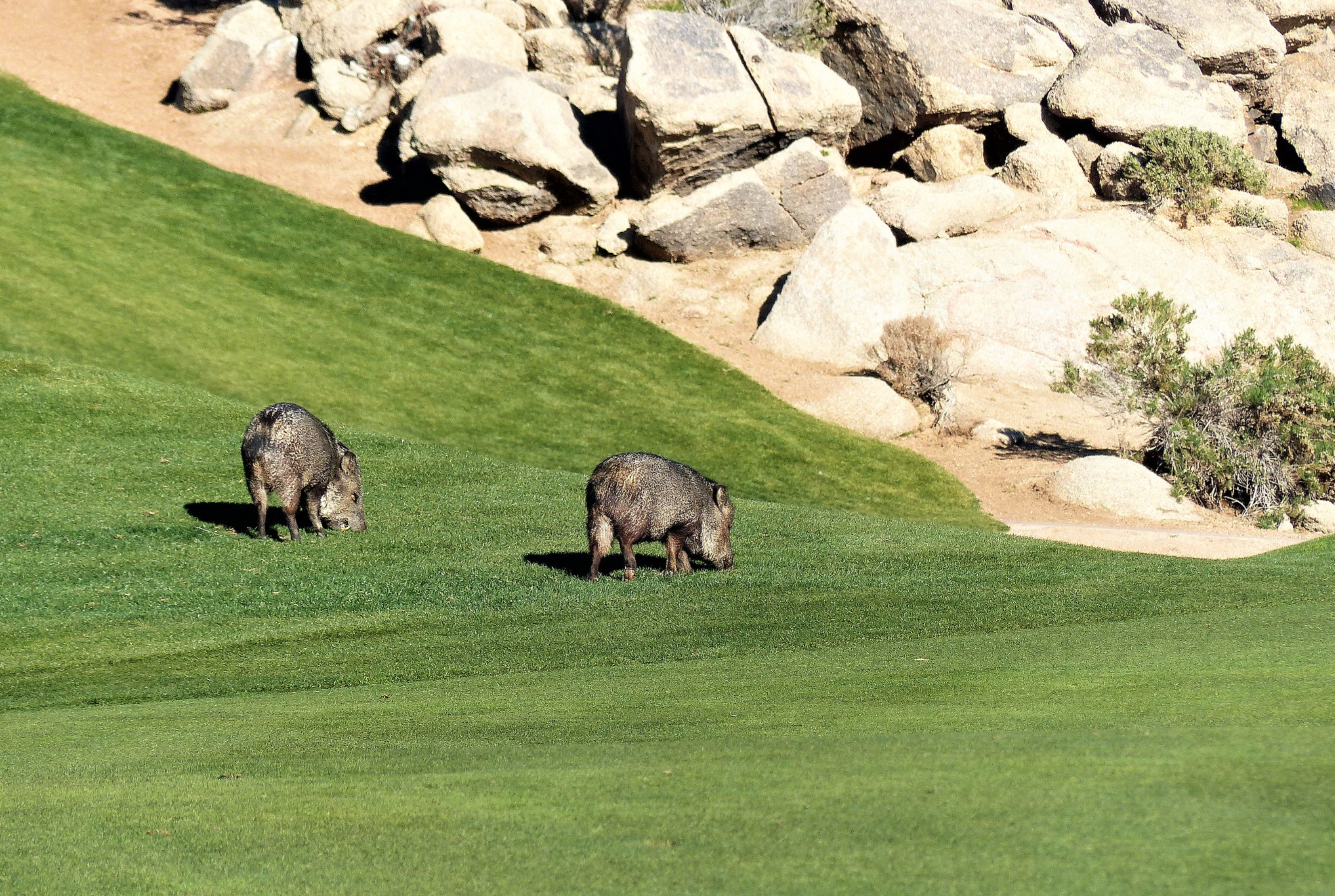 6 Animals You May See in Scottsdale's Desert Mountain